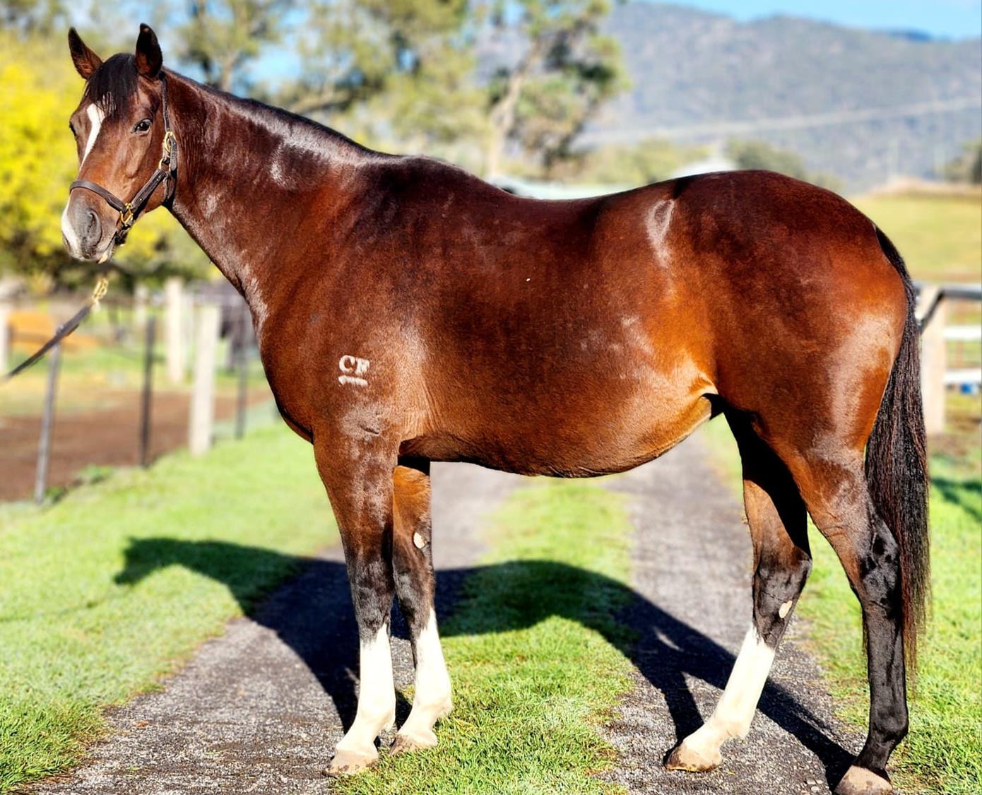 2024 APRIL (Late) Online Sale Inglis Digital Online Auctions 2024 APRIL (Late) Online Sale Inglis Digital Online Auctions
